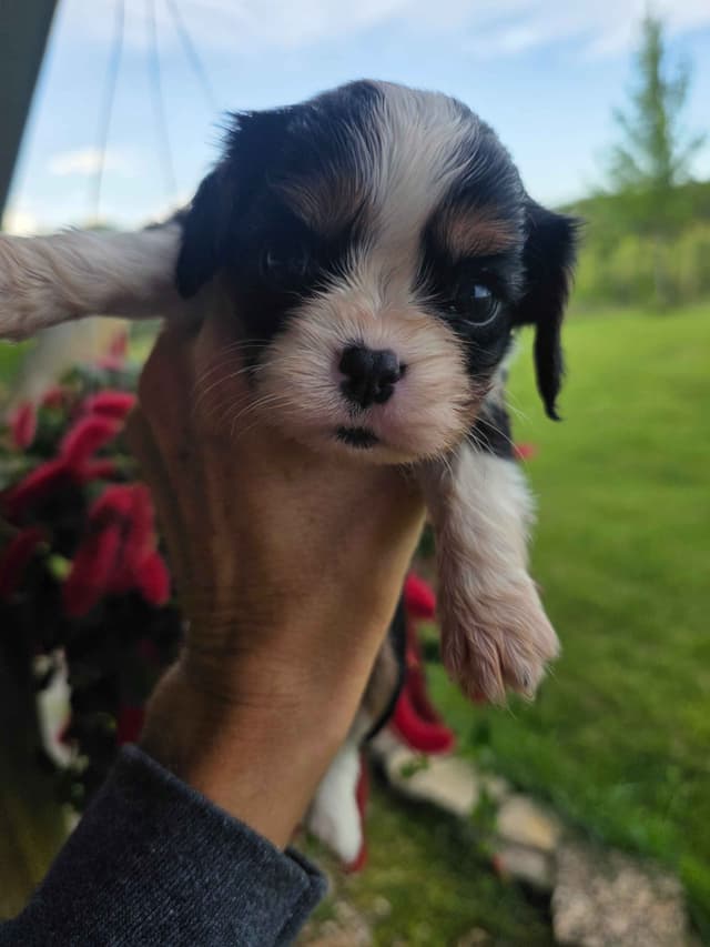 Cavalier King Charles Spaniel Puppies media 25