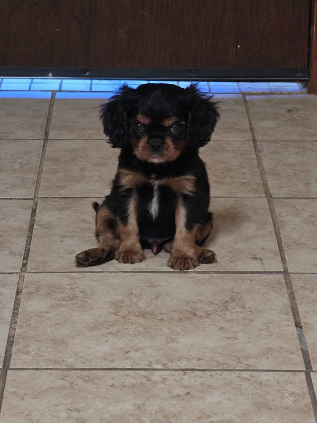 Cavalier King Charles Spaniel Puppies media 24