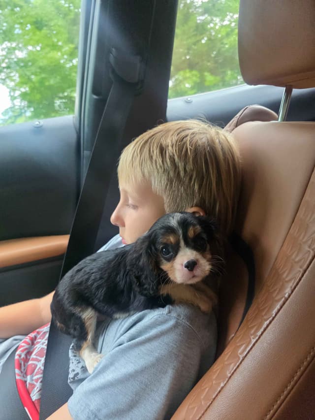 Cavalier King Charles Spaniel Puppies media 26