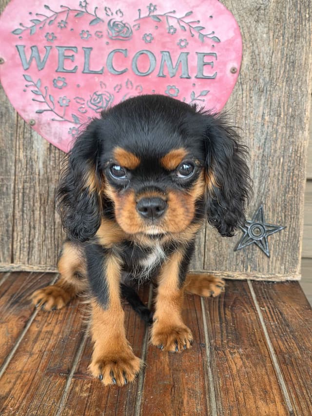 Cavalier King Charles Spaniel Puppies media 26