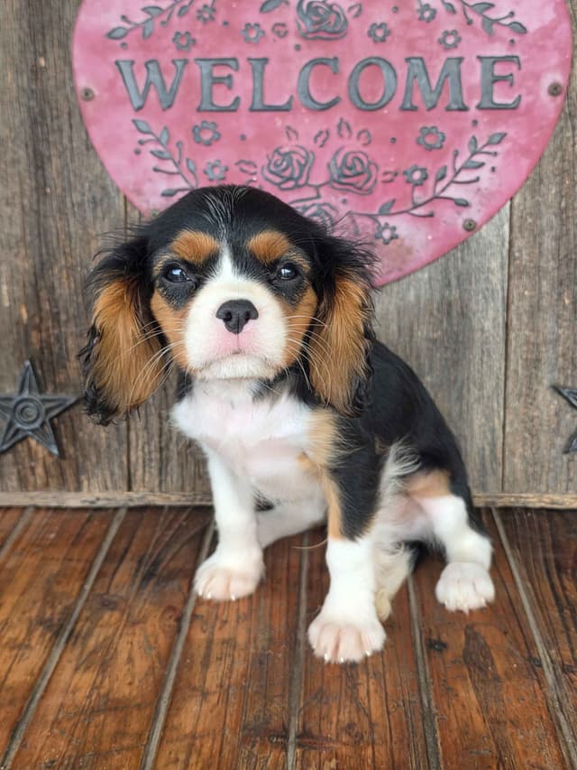 Cavalier King Charles Spaniel Puppies media 27