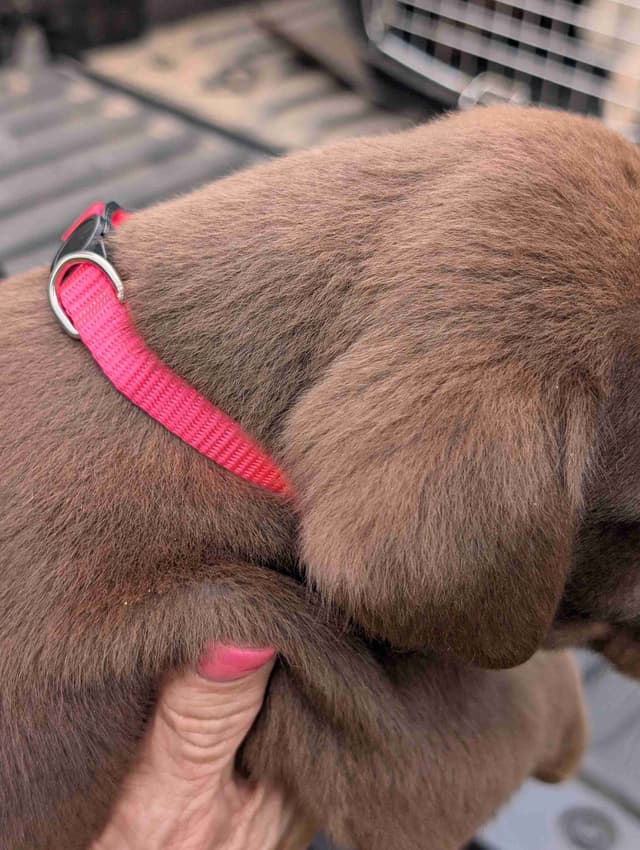 Labrador Retriever Puppies media 2