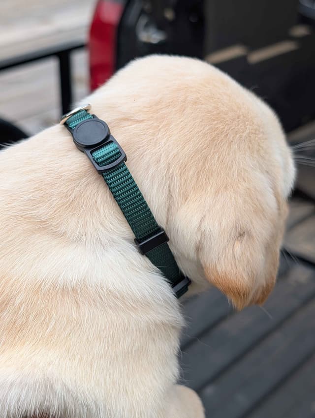 Labrador Retriever Puppies media 3