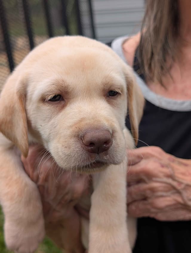 Labrador Retriever Puppies media 4