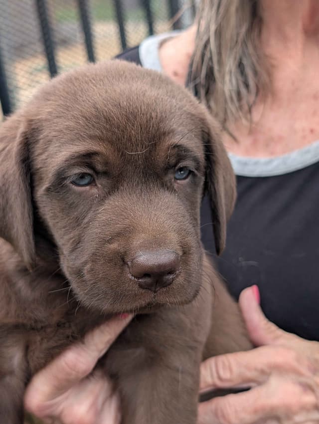 Labrador Retriever Puppies media 5