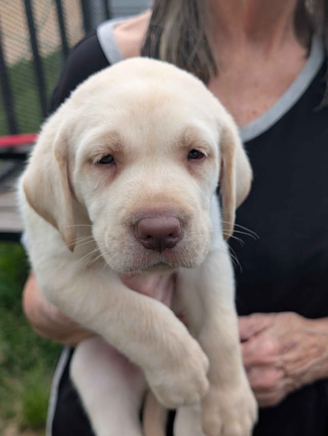 Labrador Retriever Puppies media 7