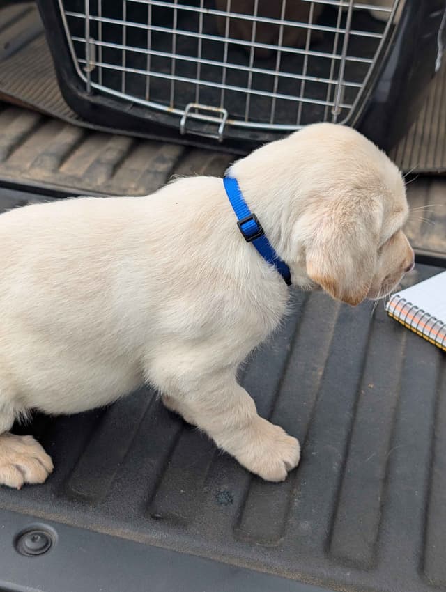 Labrador Retriever Puppies media 8
