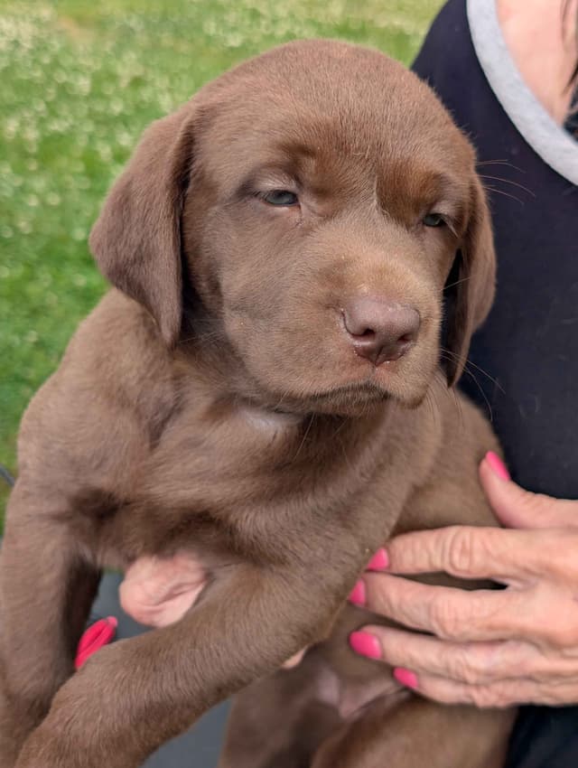 Labrador Retriever Puppies media 9