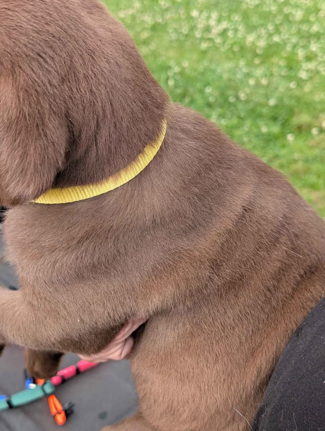 Labrador Retriever Puppies media 10