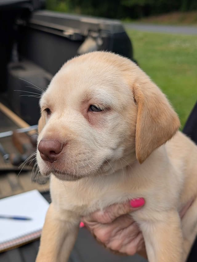 Labrador Retriever Puppies media 11