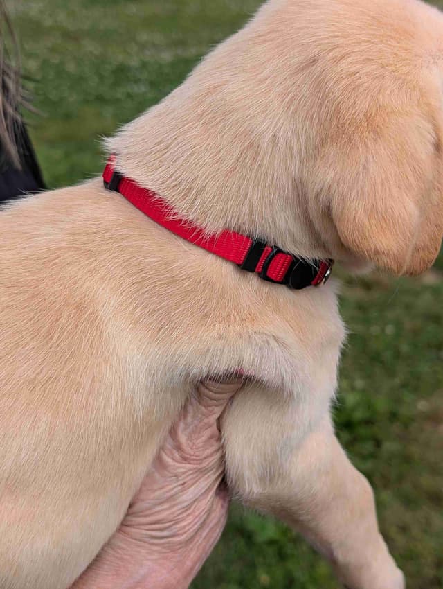 Labrador Retriever Puppies media 12