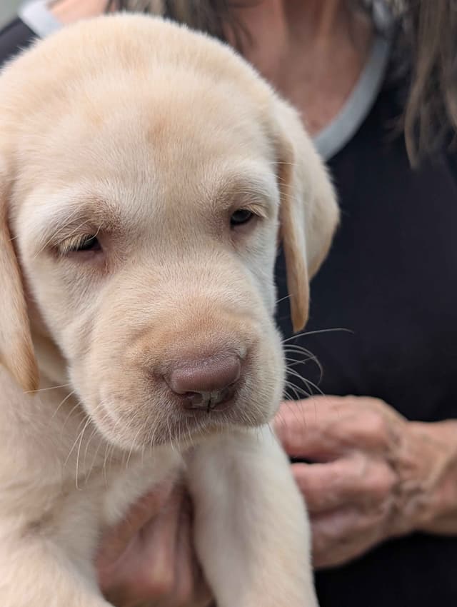 Labrador Retriever Puppies media 13