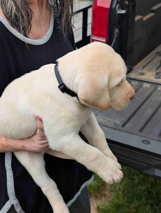 Labrador Retriever Puppies media 14