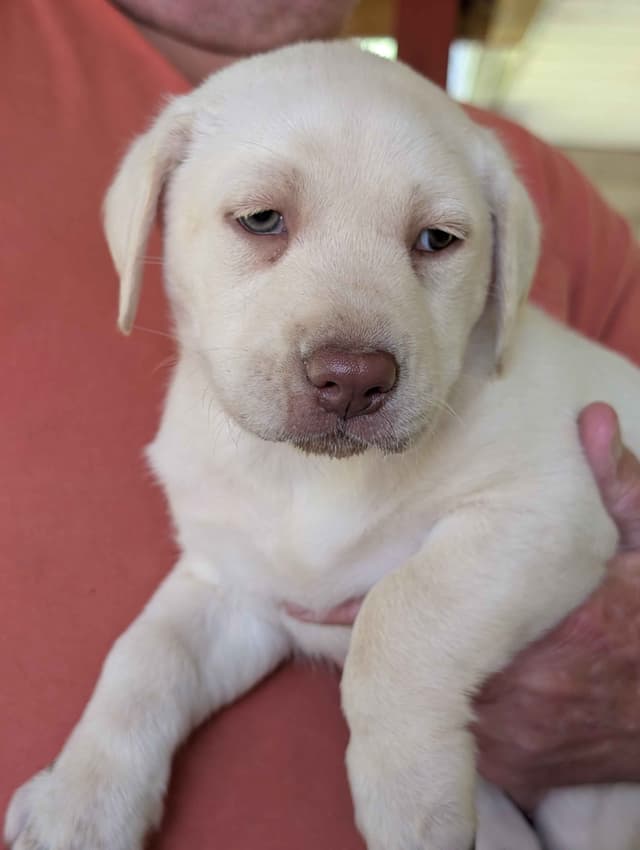 Labrador Retriever Puppies media 2