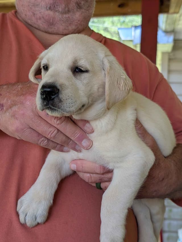 Labrador Retriever Puppies media 3
