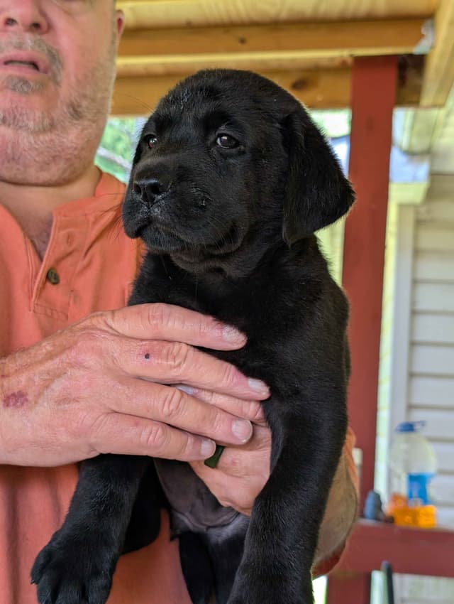 Labrador Retriever Puppies media 4