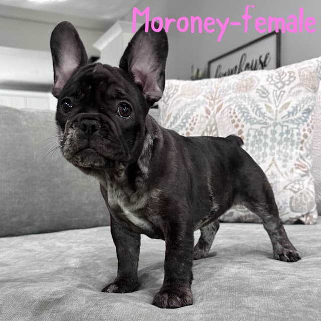 French Bulldog Puppies media 3