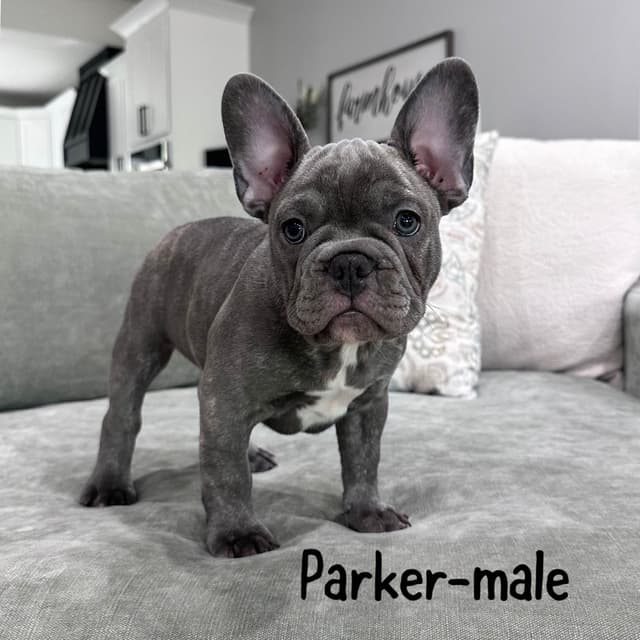 French Bulldog Puppies media 4