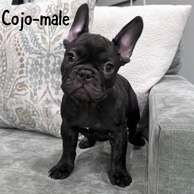 French Bulldog Puppies media 5