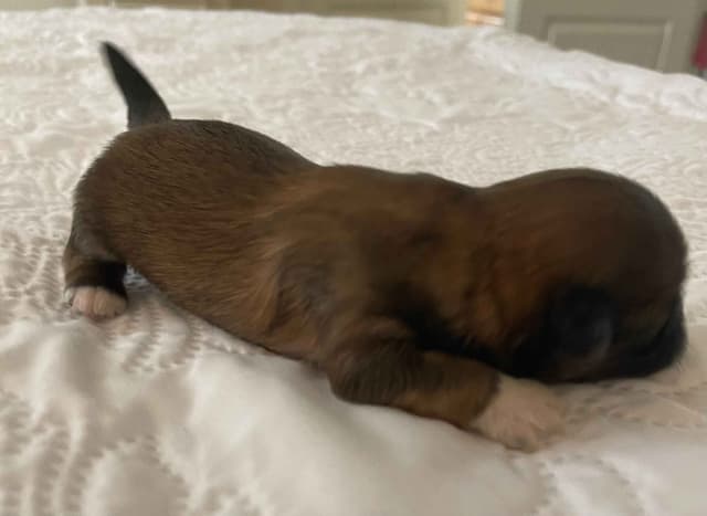 Lhasa Apso Puppies media 2