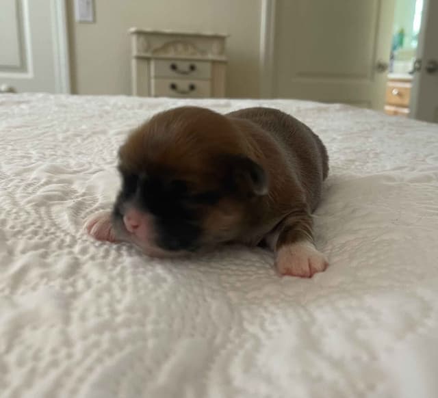 Lhasa Apso Puppies media 3