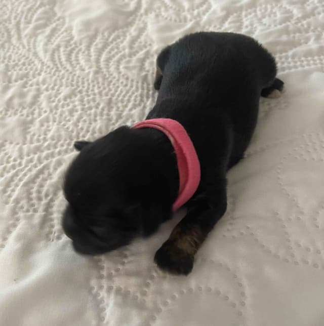 Lhasa Apso Puppies media 4