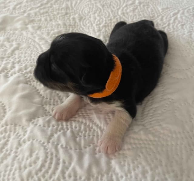 Lhasa Apso Puppies media 5