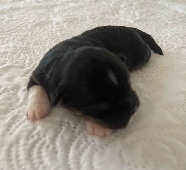 Lhasa Apso Puppies media 6