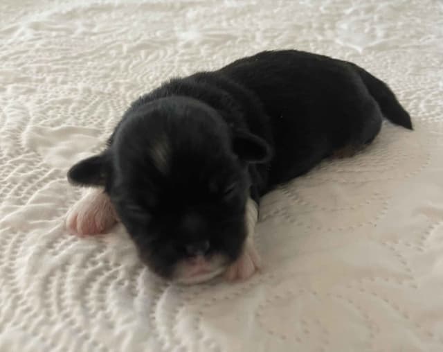 Lhasa Apso Puppies media 9