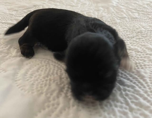 Lhasa Apso Puppies media 8