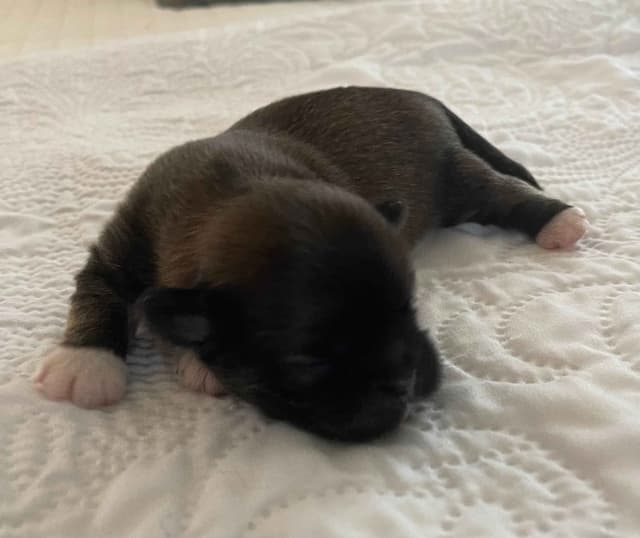 Lhasa Apso Puppies media 7