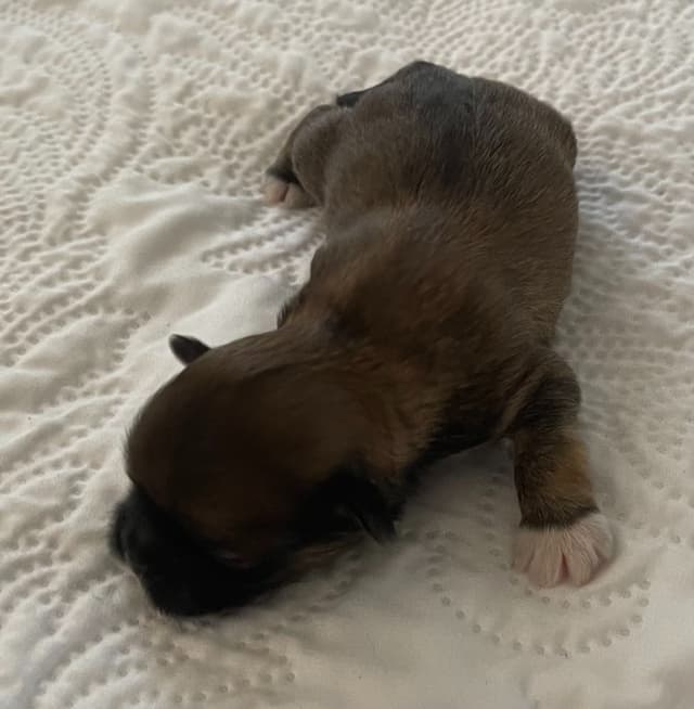 Lhasa Apso Puppies media 10