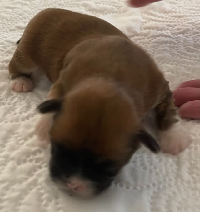 Lhasa Apso Puppies media 11