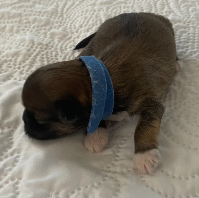 Lhasa Apso Puppies media 13