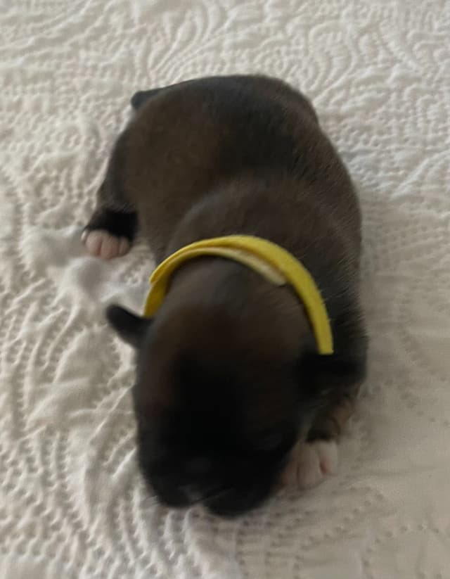 Lhasa Apso Puppies media 12
