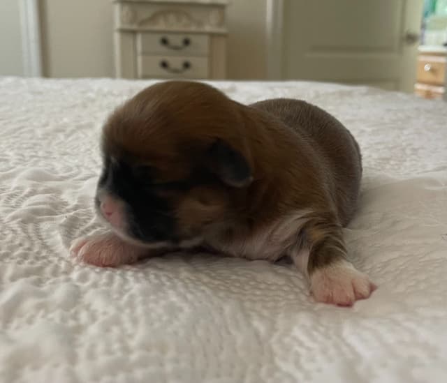 Lhasa Apso Puppies media 15