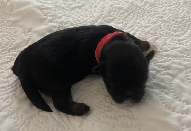 Lhasa Apso Puppies media 17