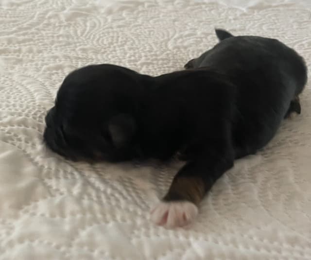Lhasa Apso Puppies media 16