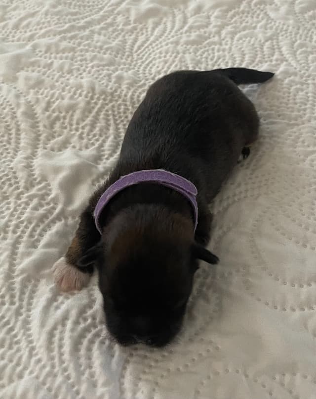 Lhasa Apso Puppies media 18
