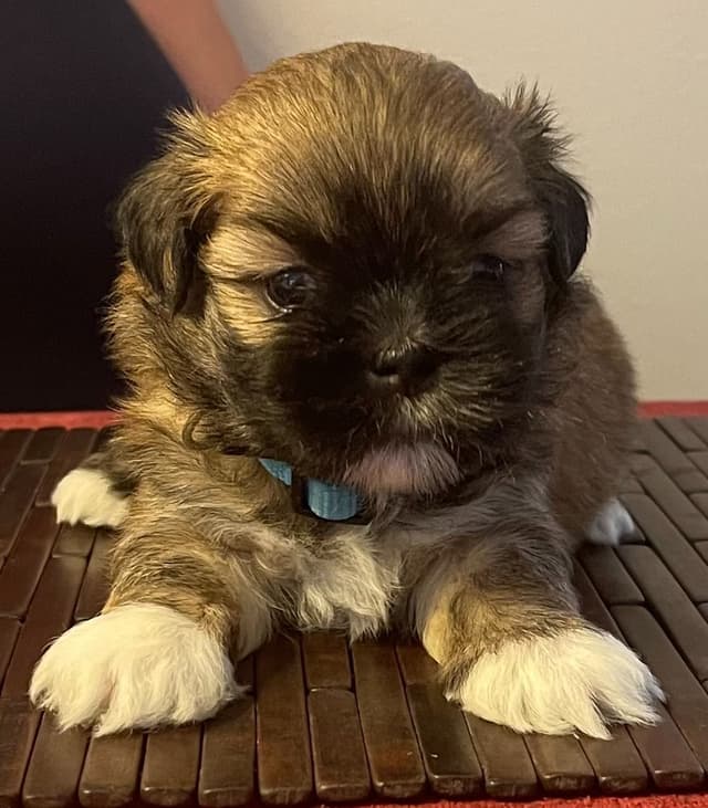 Lhasa Apso Puppies media 20