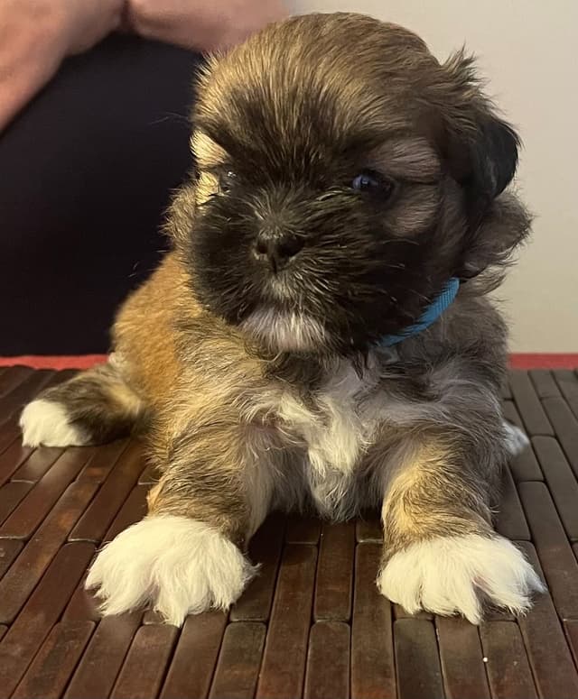 Lhasa Apso Puppies media 23