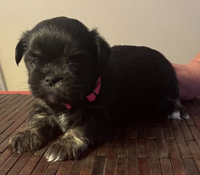 Lhasa Apso Puppies media 24
