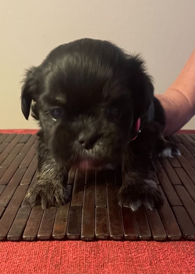 Lhasa Apso Puppies media 25