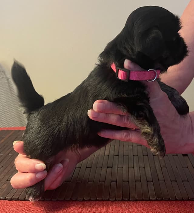 Lhasa Apso Puppies media 26