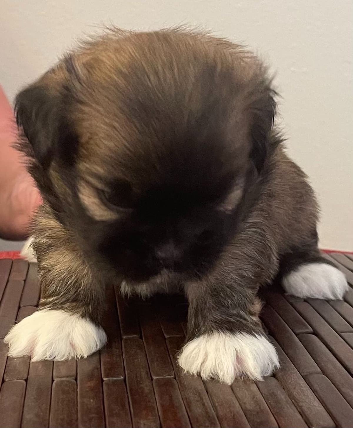 Lhasa Apso Puppies breeder image 4