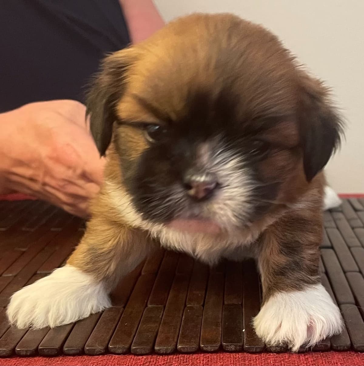 Lhasa Apso Puppies breeder image 5