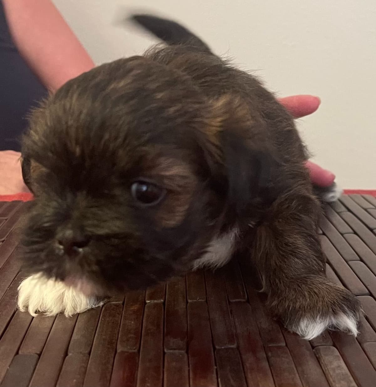 Lhasa Apso Puppies breeder image 6