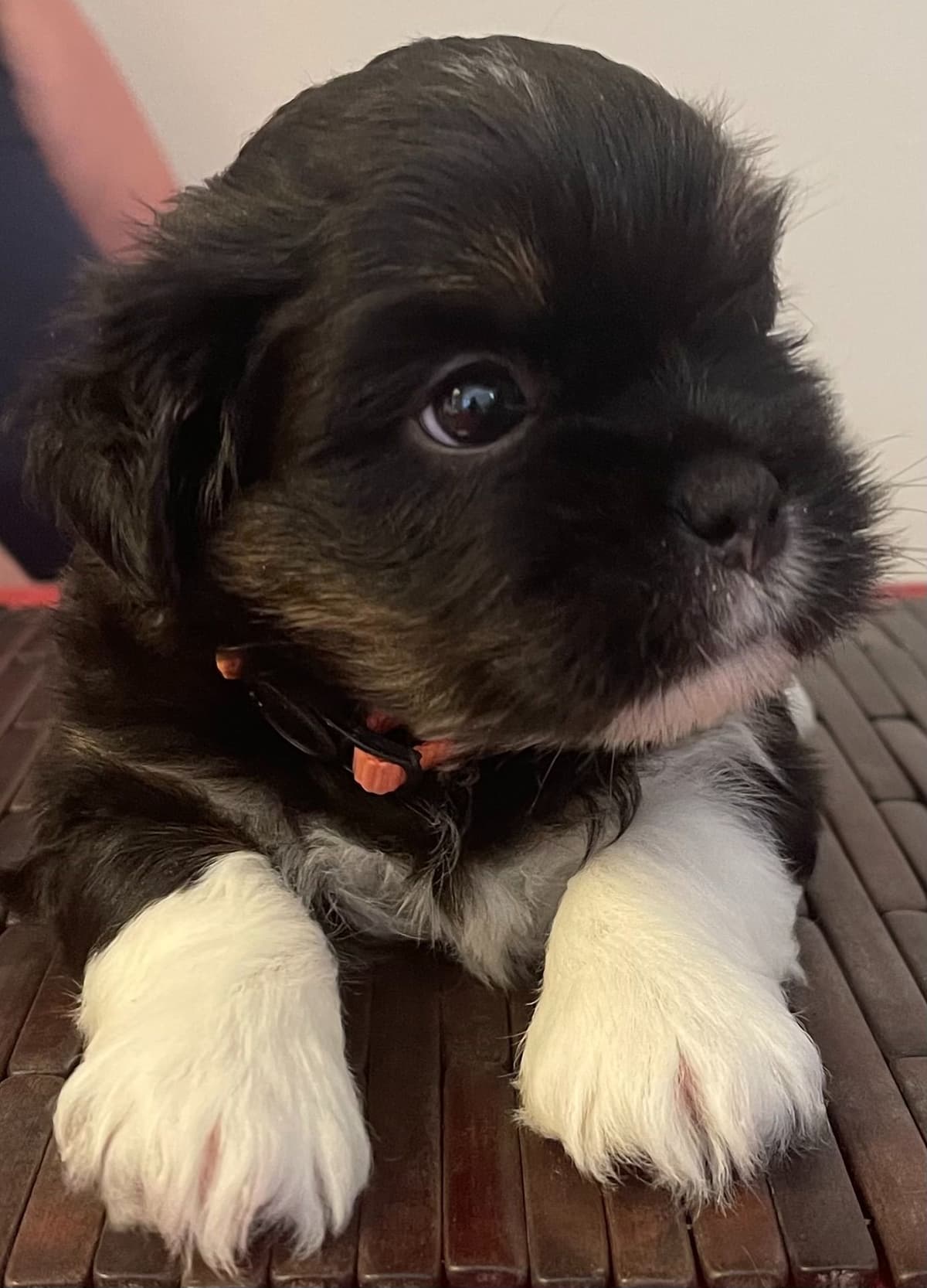 Lhasa Apso Puppies breeder image 7