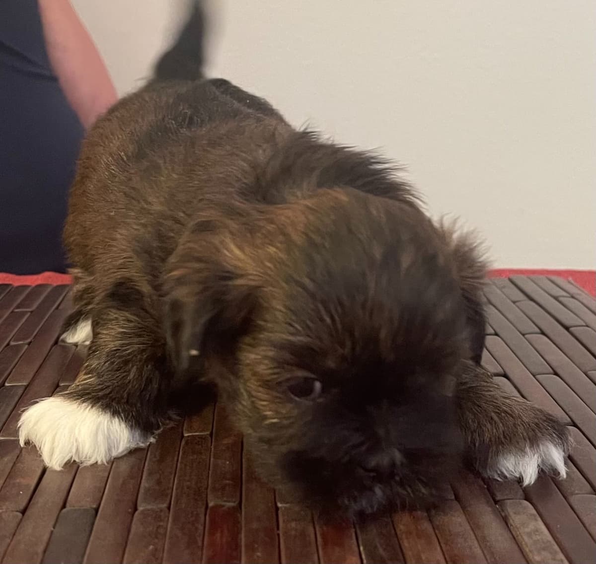 Lhasa Apso Puppies breeder image 8