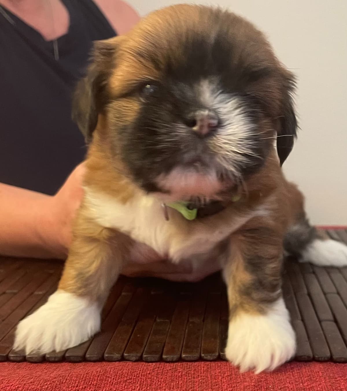 Lhasa Apso Puppies breeder image 9